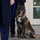 Photo of Conan, the U.S. Army dog that participated in the raid that killed ISIS leader Abu Bakr al-Baghdadi
