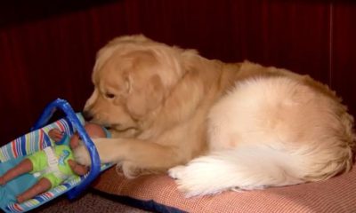 Photo of a dog with a toy baby doll