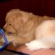 Photo of a dog with a toy baby doll