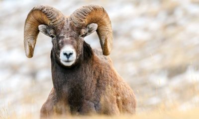 Photo of a big horned sheep