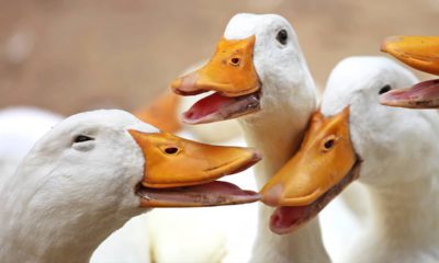 Photo of happy ducks