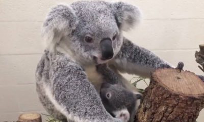 Photo of a koala and her joey