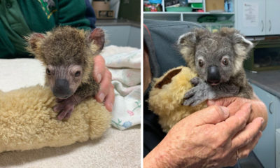 Photo of a koala recovery before and after