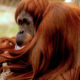 Photo of Sara, a Sumatran orangutan who was euthanized at age 49 at the Fresno Chaffee Zoo